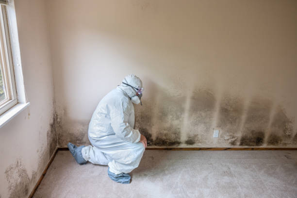 Best Attic Mold Removal  in South Pasadena, FL